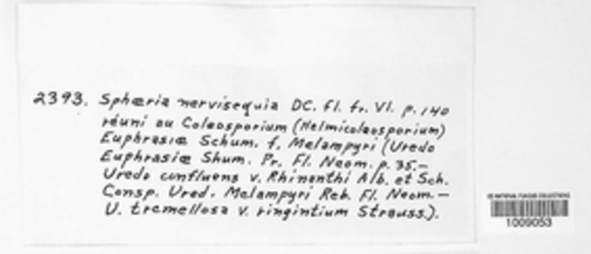 Phyllachora americana image